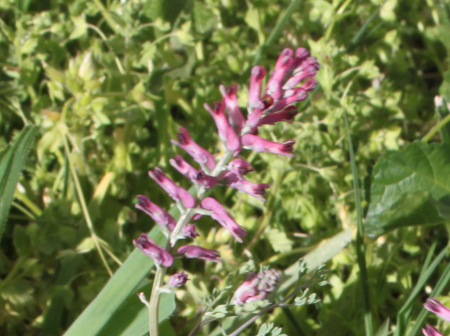 Fumaria officinalis